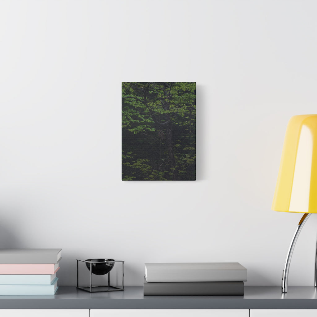 Barred Owl - Canvas Print