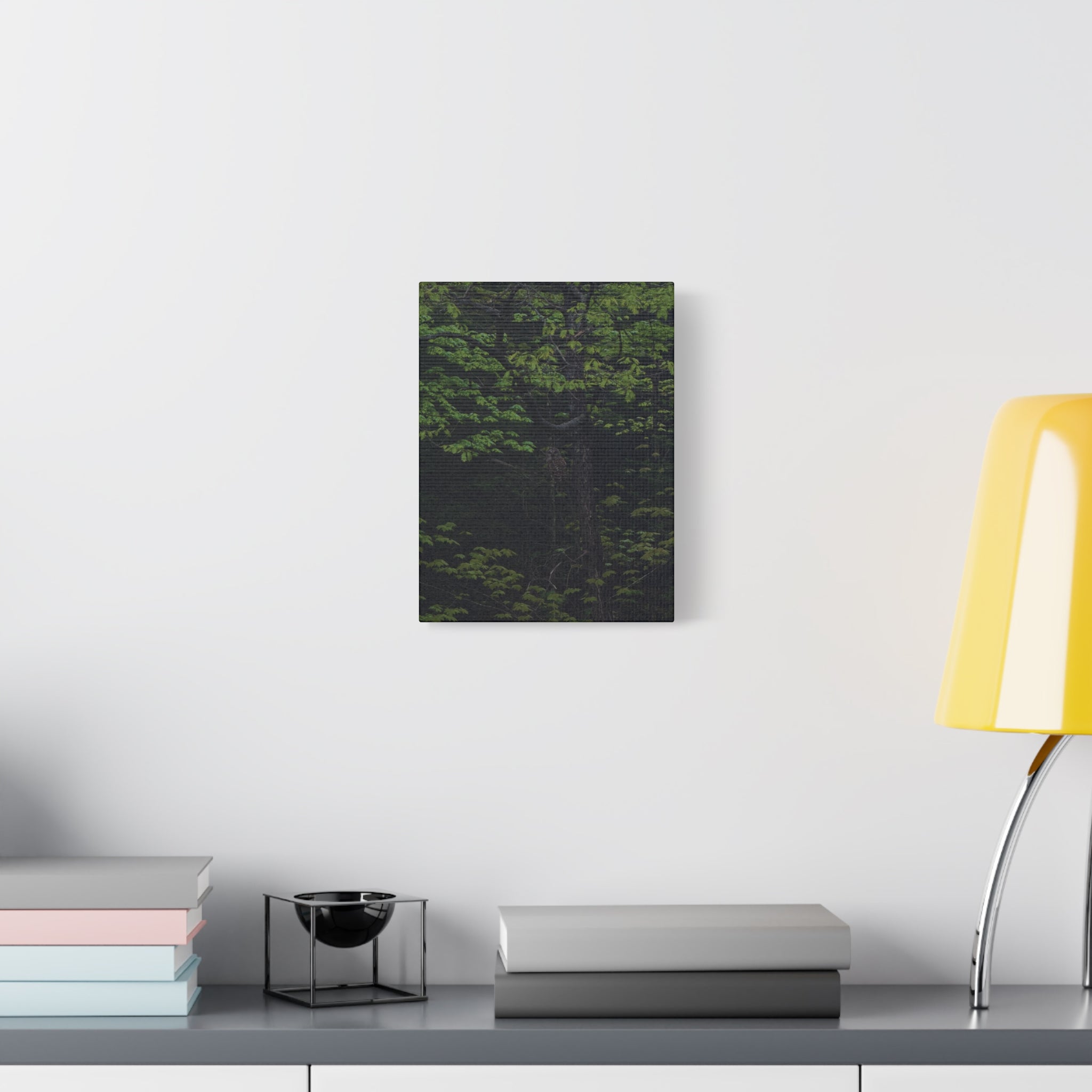 Barred Owl - Canvas Print