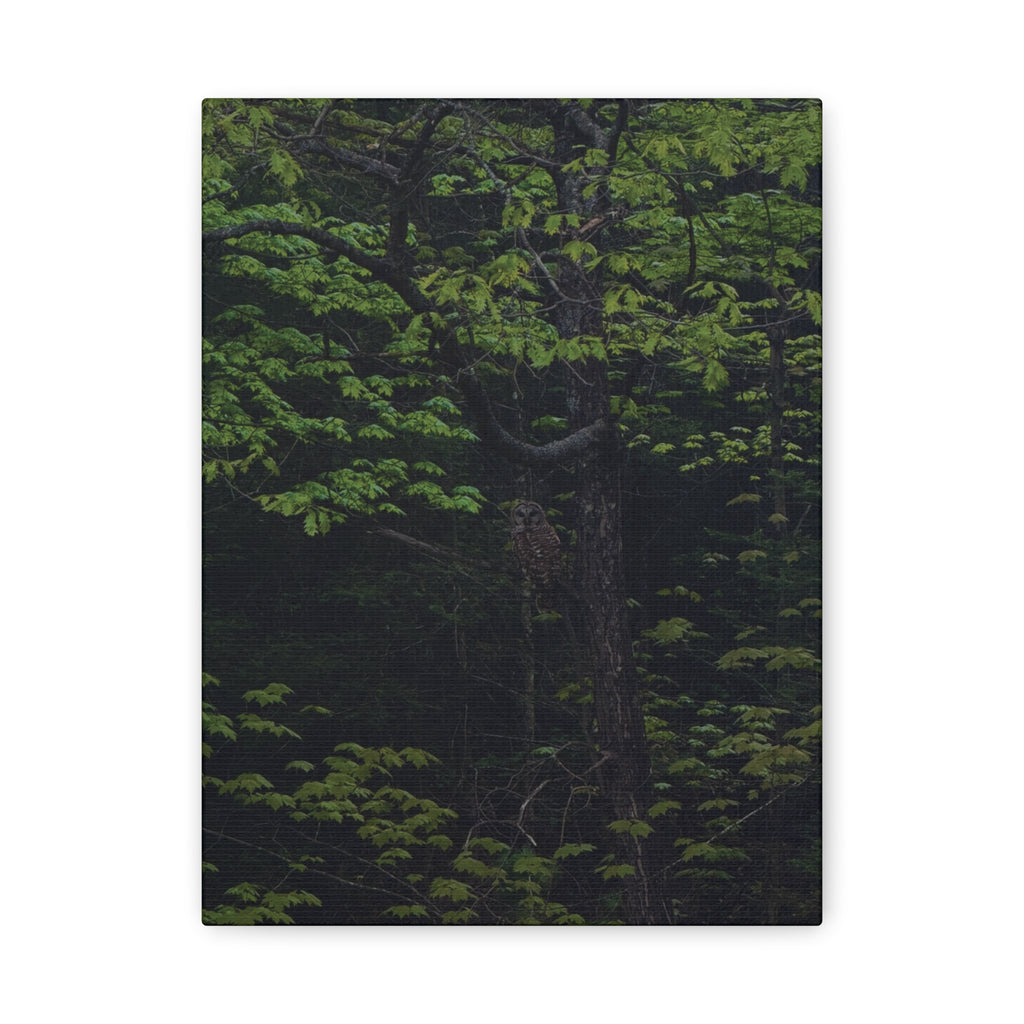 Barred Owl - Canvas Print
