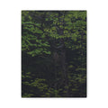 Barred Owl - Canvas Print