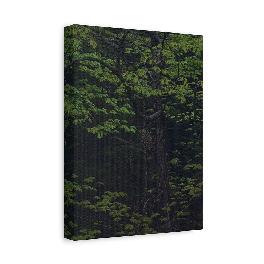 Barred Owl - Canvas Print