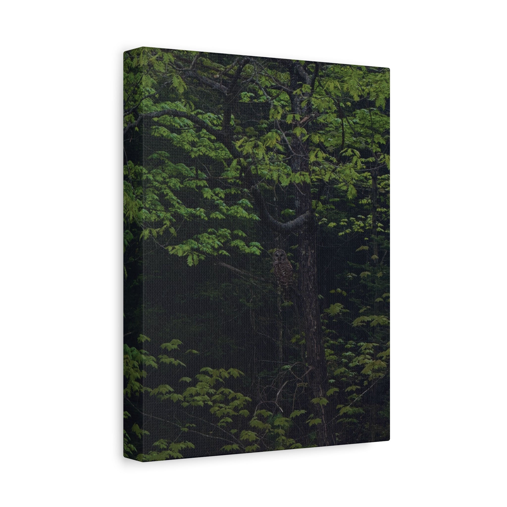 Barred Owl - Canvas Print